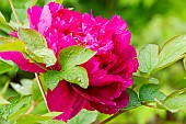 Peony (Paeonia suffriticosa) Wo Long Peng Sheng, flower