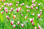 Lady Tulip (Tulipa clusiana), Tulipa clusiana Peppermint Stick, Tulipa clusiana var. chrysantha, Parc Floral Vincennes, Paris, France