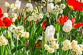 Spring bulb bed, Tulips, daffodils and primeroses