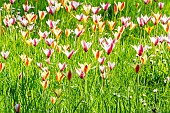 Lady Tulip (Tulipa clusiana), Tulipa clusiana Peppermint Stick, Tulipa clusiana var. chrysantha, Parc Floral Vincennes, Paris, France