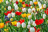 Spring bulb bed, Tulips