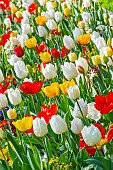 Spring bulb bed, Tulips