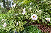 Peony (Paeonia suffriticosa) Lambertiana Breeder : Makoy 1863