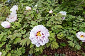 Peony (Paeonia suffriticosa) Lambertiana Breeder : Makoy 1863