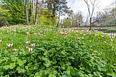 Lady Tulip (Tulipa clusiana), Tulipa clusiana Peppermint Stick, Tulipa clusiana var. chrysantha, Parc Floral Vincennes, Paris, France