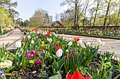 Spring bulb bed, Tulips and primeroses, Parc Floral Vincennes, Paris, France