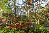 Japanese Camellia (Camellia japonica) Adolphe Audusson, Vivid Red Azalea, Ostrich Fern (Matteuccia struthiopteris), Parc Floral de Vincennes, Paris, France