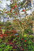 Japanese Camellia (Camellia japonica) Adolphe Audusson, Vivid Red Azalea, Ostrich Fern (Matteuccia struthiopteris), Parc Floral de Vincennes, Paris, France