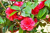 Japanese Camellia (Camellia japonica) Léon Leguay FRA 1858, flowers