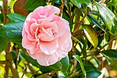 Japanese Camellia (Camellia japonica) Elsie Ruth Marshall (USA) 1962, flower