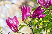 Star magnolia (Magnolia stellata) Susan, flowers
