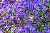 Blue rhododendron (Rhododendron augustinii), flowers