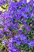 Blue rhododendron (Rhododendron augustinii), flowers
