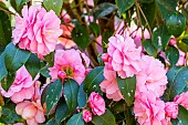 Japanese Camellia (Camellia japonica) Spring Festival USA 1970, flowers