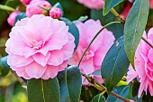 Japanese Camellia (Camellia japonica) Spring Festival USA 1970, flowers
