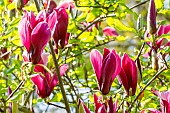 Lily Magnolia (Magnolia liliiflora) Nigra, flowers