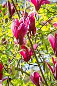 Lily Magnolia (Magnolia liliiflora) Nigra, flowers