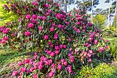 Rhododendron (Rhododendron arboreum) Blood Red in bloom