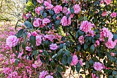 Japanese Camellia (Camellia japonica) Spring Festival USA 1970, in bloom