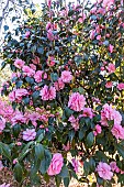 Japanese Camellia (Camellia japonica) Spring Festival USA 1970, in bloom