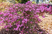Kurume azalea, Azalea Hinomayo in bloom