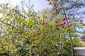 Lily Magnolia (Magnolia liliiflora) Nigra, in bloom
