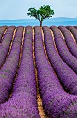 Picturesque tree in the middle of a lavender field against a blue sky and mountains in the distance. Plateau Valensole. Provence. France.