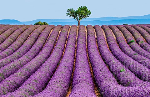 Picturesque_tree_in_the_middle_of_a_lavender_field_against_a_blue_sky_and_mountains_in_the_distance_