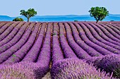 Picturesque trees in the middle of a lavender field against a blue sky and mountains in the distance. Plateau Valensole. Provence. France.