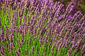 Lavender flowers on a lavender field. Close-up. Provence. France