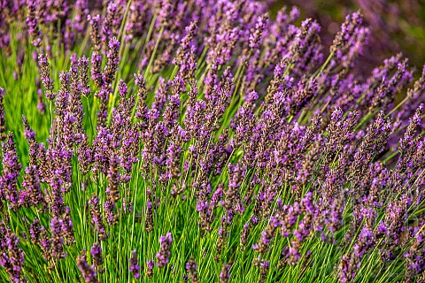 Lavender_flowers_on_a_lavender_field_Closeup_Provence_France