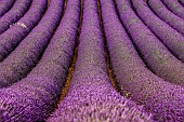 Picturesque lavender field. Plateau Valensole. Provence. France.