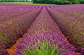 Picturesque lavender field. Plateau Valensole. Provence. France.