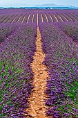 Picturesque lavender field against the backdrop of a beautiful sky and mountains in the distance. Plateau Valensole. Provence. France.