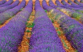 Picturesque lavender field. Plateau Valensole. Provence. France.