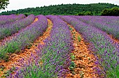 Picturesque lavender field. Plateau Valensole. Provence. France.