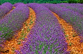 Picturesque lavender field. Plateau Valensole. Provence. France.