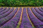 Picturesque lavender field. Plateau Valensole. Provence. France.