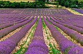 Picturesque lavender field. Plateau Valensole. Provence. France.