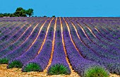 Picturesque lavender field against the backdrop of a beautiful sky. Plateau Valensole. Provence. France