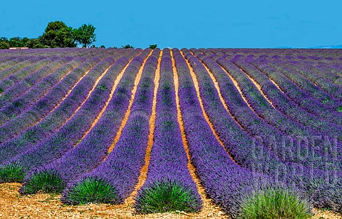 Picturesque_lavender_field_against_the_backdrop_of_a_beautiful_sky_Plateau_Valensole_Provence_France