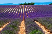 Picturesque lavender field against the backdrop of a beautiful sky and mountains in the distance. Plateau Valensole. Provence. France.