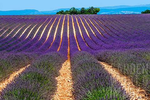 Picturesque_lavender_field_against_the_backdrop_of_a_beautiful_sky_and_mountains_in_the_distance_Pla