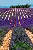 Picturesque lavender field against the backdrop of a beautiful sky and mountains in the distance. Plateau Valensole. Provence. France.