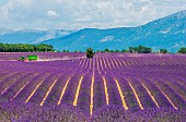 Picturesque lavender field against the backdrop of a beautiful sky and mountains in the distance. Plateau Valensole. Provence. France.