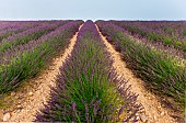 Picturesque lavender field. Plateau Valensole. Provence. France.