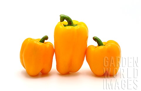 Three_ripe_sweet_peppers_of_yellow_color_on_a_light_background_Natural_product_Natural_color_Closeup
