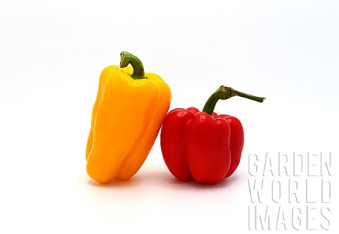 Two_sweet_peppers_of_yellow_and_red_color_on_a_light_background_Natural_product_Natural_color_Closeu