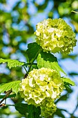 Japanese snowball (Viburnum opulus roseum), flowers