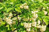 European Bladdernut (Staphylea pinnata), flowers
